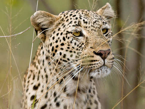 Leopard im Kruger Nationalpark – Südafrika 