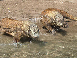 Riesenechsen im Nationalpark Komodo · Tauchurlaub und Reisen Indonesien 