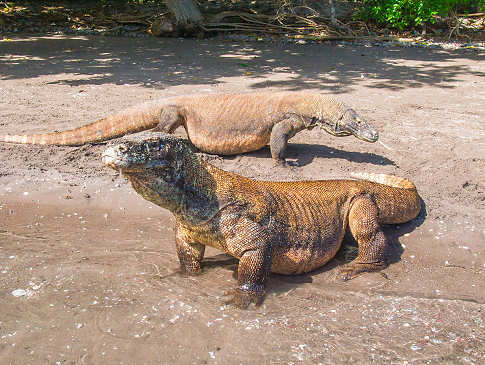Komodo-Warane auf Rinca · Tauchreisen Indonesien 