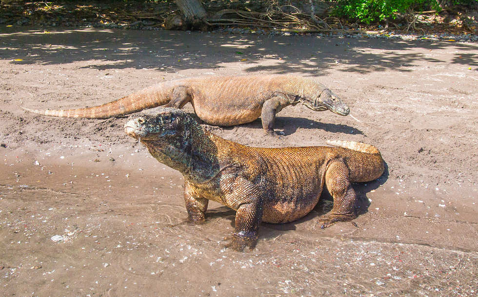 Komodo-Warane auf Rinca · Tauchreisen Indonesien 