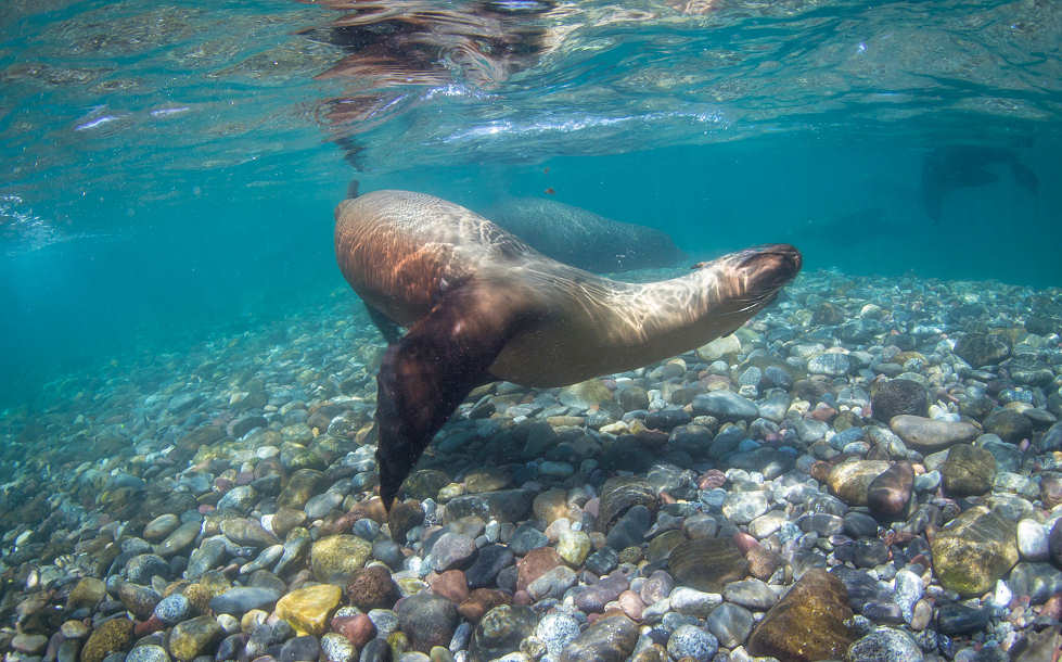 Helden der Sea of Cortez – die Seelöwen 