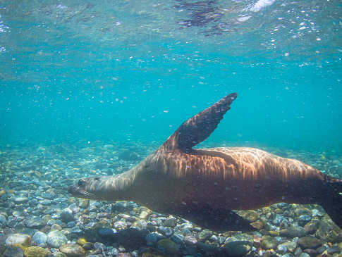 Seelöwen – die Helden der Sea of Cortez 