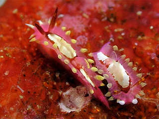 Romblon Makro Tauchen 