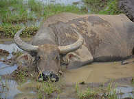 Uncover North-Sulawesi 
