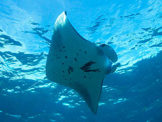 Manta – Tauchsafaris um Komodo, Indonesien 