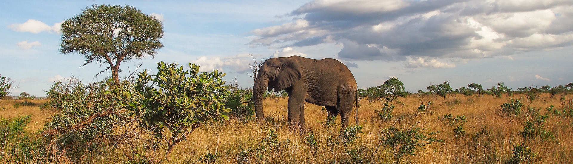 Safaris im Kruger Nationalpark – Elefant 