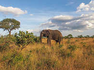 Safaris im Kruger Nationalpark – Elefant 
