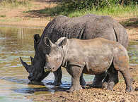 Nashorn mit Jungen – Safaris Kruger Nationalpark 