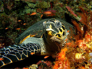 Schildkröte – Tauchen in Molukken 