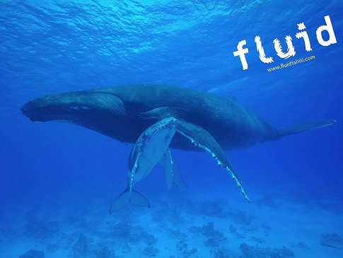 Schnorcheln mit Buckelwalen in Französisch-Polyneisen 