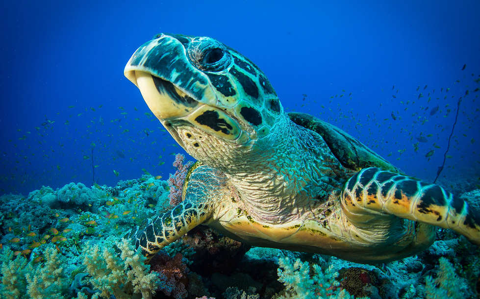 Schildkröte vor Siladen 