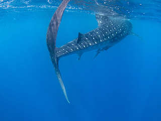 Schnorcheln mit Walhaien in Mexiko 