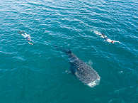 Schnorcheln mit Walen · Tauchsafaris Mexiko 