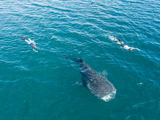Schnorcheln mit Walen · Tauchsafaris Mexiko 