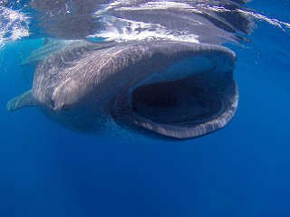 Schnorcheln mit Walhaien in Yucatán 