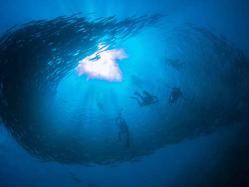 Fischschwarm in Indonesien · Tauchen Korallendreieck 