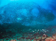 Fischschwarm in Indonesien · Tauchen Korallendreieck 