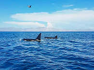 Whalewatching Mexiko · Orcas im Golf von Kalifornien 