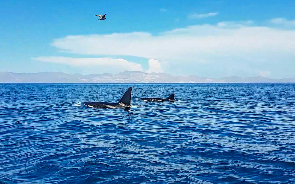 Whalewatching Mexiko · Orcas im Golf von Kalifornien 