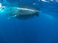 Schwimmen mit Walhaien 