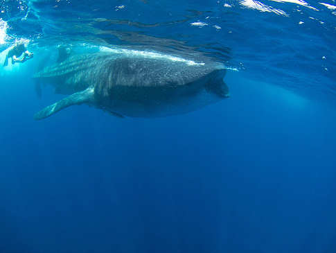 Schwimmen mit Walhaien 