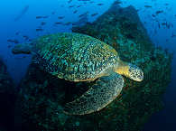 Scuba Diving Cocos Island / Costa Rica 