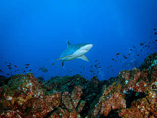 Tauchen mit Haien · Tauchkreuzfahrt Socorro Archipel 