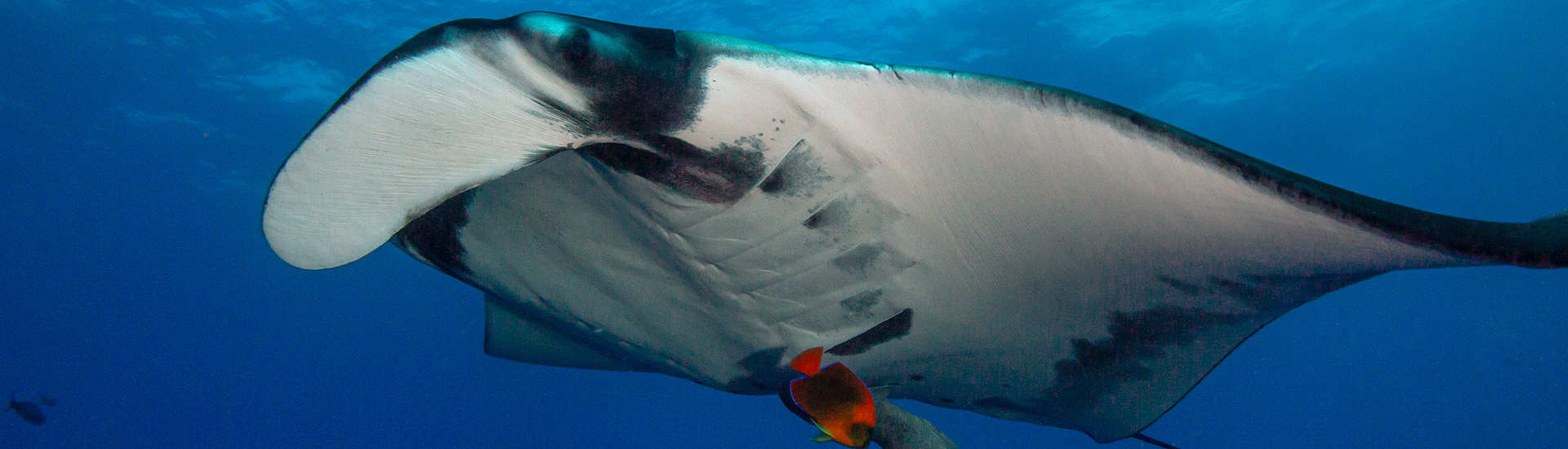 Riesenmanta San Benedicto · Tauchen in Socorro 