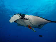 Riesenmanta San Benedicto · Tauchen in Socorro 