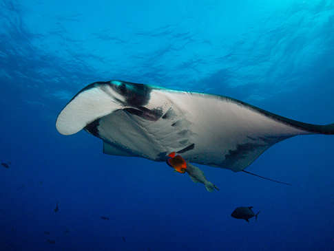 Riesenmanta San Benedicto · Tauchen in Socorro 