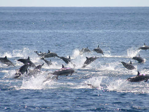 Spinnerdelfine in der Pantar Strait 