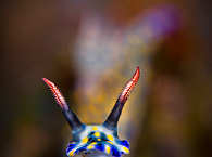 Schnecke 