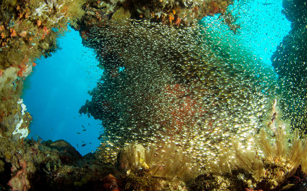 Tauchen Balantak – Zentral-Sulawesi 