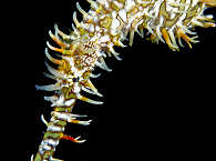 Makrotauchen Lembeh 