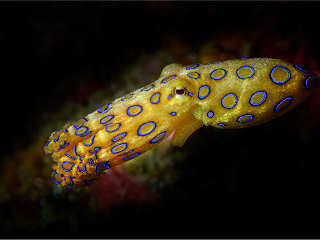 Blauring-Oktopus 