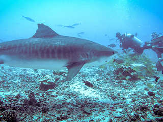 Tigerhai-Tauchen · Tauchreisen Tahiti 