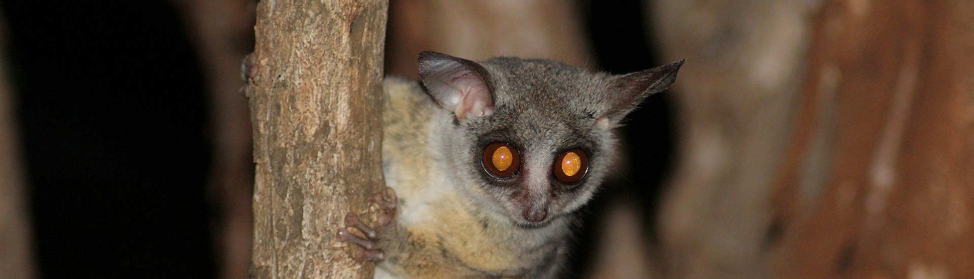 Maki im Tangkoko Nationalpark 