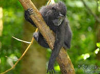 Schwarzer Makake – Tangkoko Nationalpark 