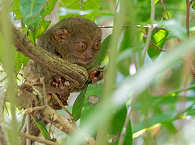 Tarsier-Affe auf Bohol · Tauchreisen Philippinen 