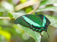Natur- und Tauchreisen Philippinen 
