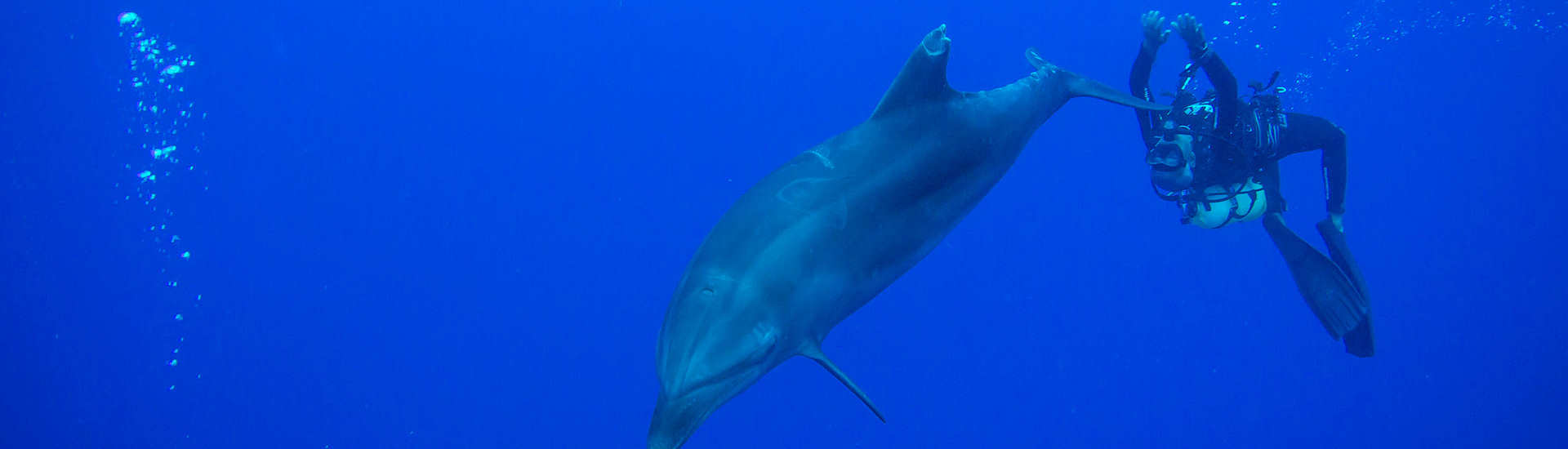Tauchen mit Delfinen bei den „The Six Passengers“ auf Rangiroa 