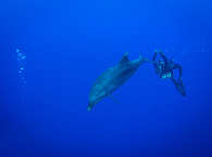 Tauchen mit Delfinen bei den „The Six Passengers“ auf Rangiroa 