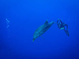 Tauchen mit Delfinen bei den „The Six Passengers“ auf Rangiroa 