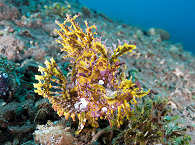 Rhinopias 