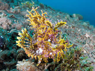 Rhinopias 