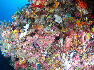 Skorpionfisch vor Korallen · Tauchen Alor Archipel 