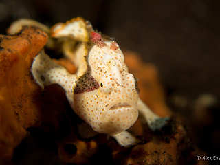Gemalter Anglerfisch (Painted Frogfisch) · Tauchen im Alor Archipel 