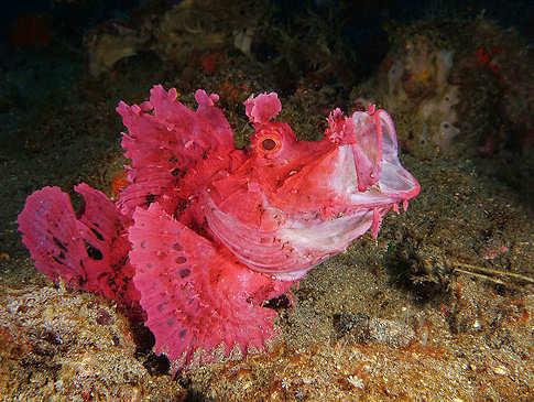 Tauchen auf Alor Island