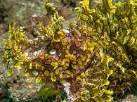 Gelber Rhinopia (auch Ambon Scorpion Fish oder Ambon Drachenkopf) – Ambon Bay, Indonesien 