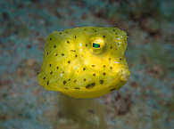 Kofferfisch · Tauchen in Anda-Bohol · Philippinen 